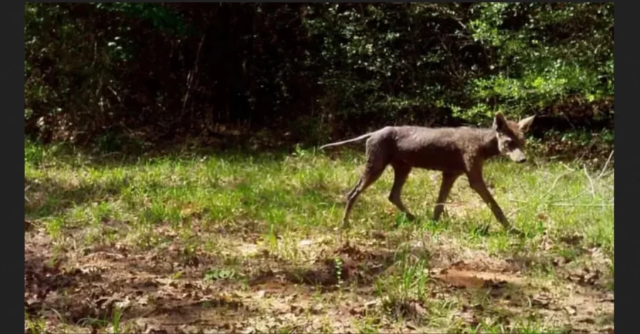 В Институте зоологии прокомментировали видео с 