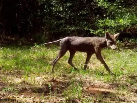 В Інституті зоології прокоментували відео з 