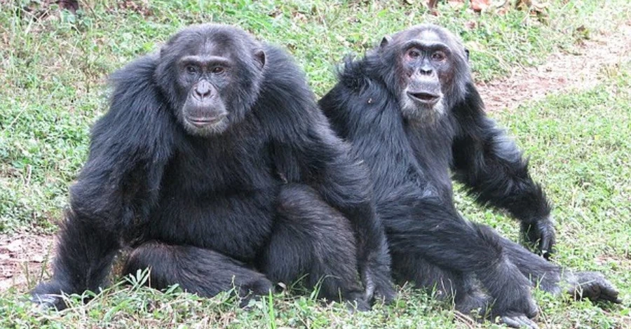 Громадянська війна мавп: що означає для людей братовбивство шимпанзе