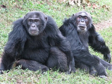 Громадянська війна мавп: що означає для людей братовбивство шимпанзе