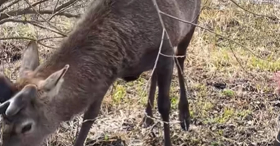 В Ровенской области суд оштрафовал женщину, сбившую оленя Бориса
