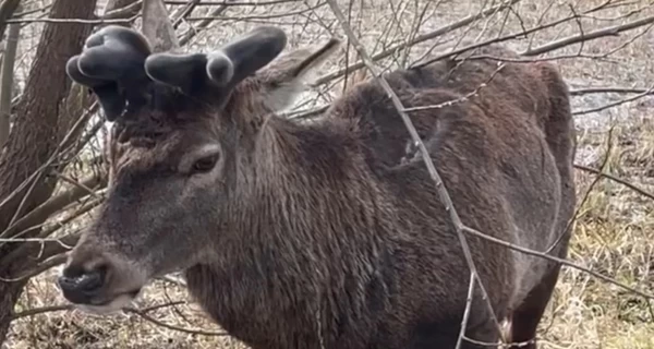 В Ровенской области нашли знаменитого оленя Бориса, пропавшего после ДТП