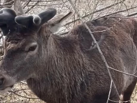 На Рівненщині знайшли знаменитого оленя Бориса, який зник після ДТП