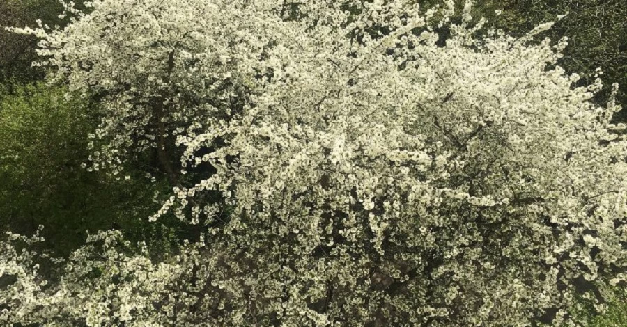 Погода в Украине 27 апреля – существенного тепла не прогнозируют и всю неделю будет холодно