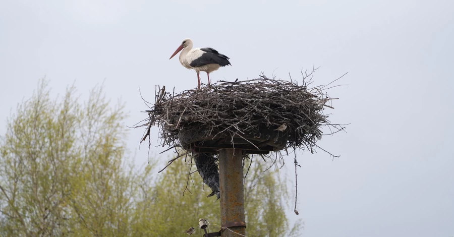 Польська лелека Збися несподівано змінила країну гніздування та оселилася в Україні