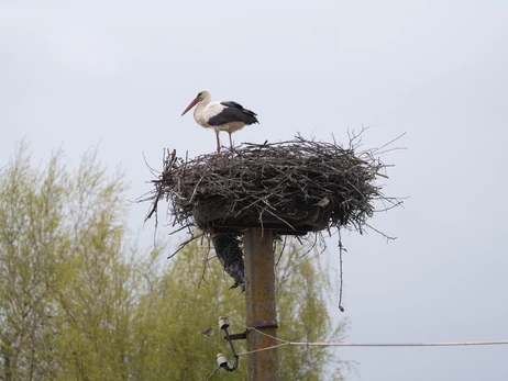 Польский аист Збыся неожиданно изменил страну гнездования и поселился в Украине
