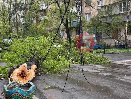 У Києві буря знесла 150-річний 