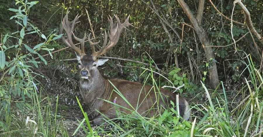 Оленя Бориса доведеться оперувати: місце, де він ховається, тримають у секреті