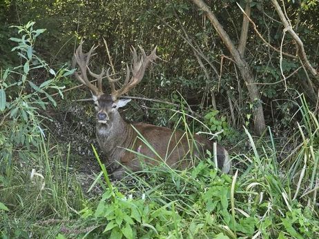 Оленя Бориса доведеться оперувати: місце, де він ховається, тримають у секреті