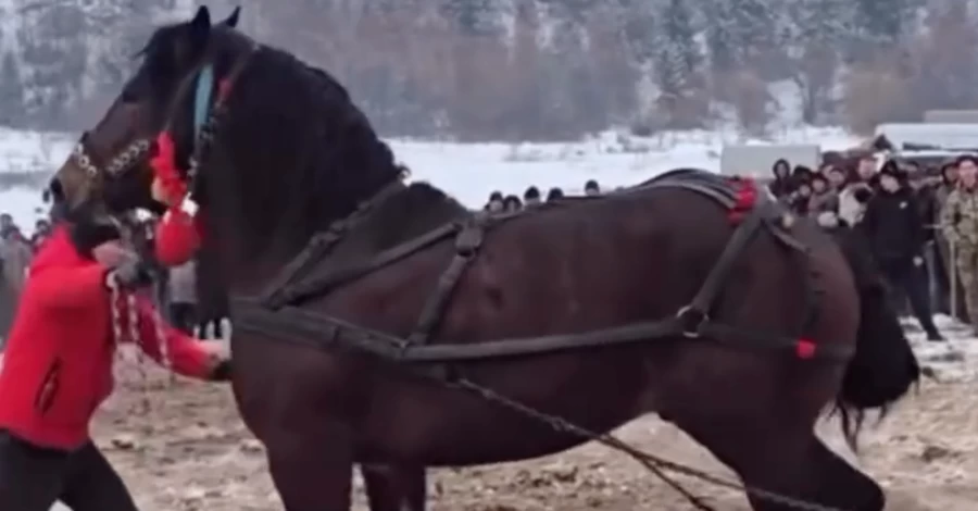 На Прикарпатті суд закрив справу щодо організатора кінного фестивалю попри скарги зоозахисників