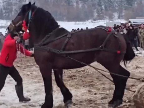 На Прикарпатті суд закрив справу щодо організатора кінного фестивалю попри скарги зоозахисників