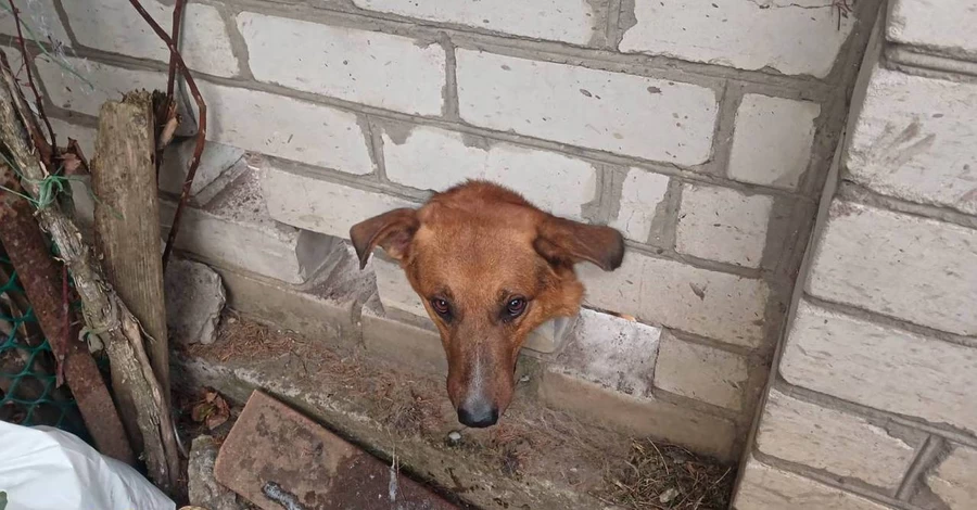 В Кременчуге спасатели освободили собаку, которая застряла в кирпичном заборе