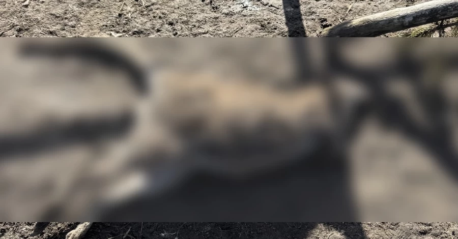 Кенгуру и оленей в мини-зоопарке на Полтавщине загрызла стая собак