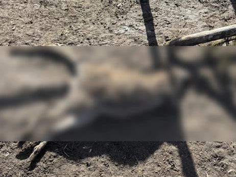 Кенгуру та оленів у мінізоопарку на Полтавщині загризла зграя собак