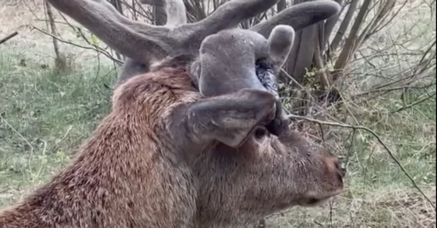 Оленя Бориса показали на відео - йде на поправку та контактує лише зі своїм опікуном