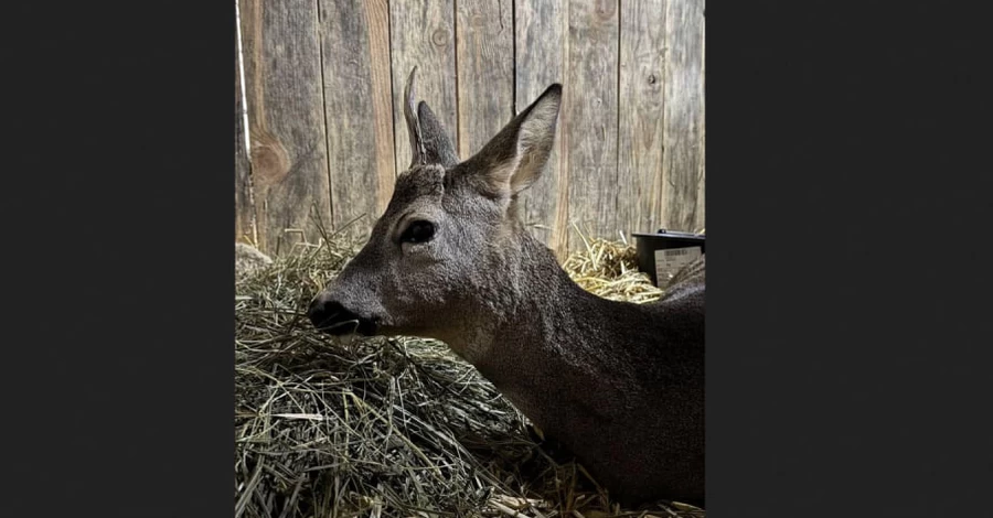 Во Львове спасли сбитую автомобилем косулю, которая оказалась беременна двойней