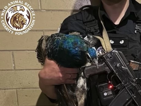 У Київі поліцейські врятували павича, який заблукав на будмайданчику