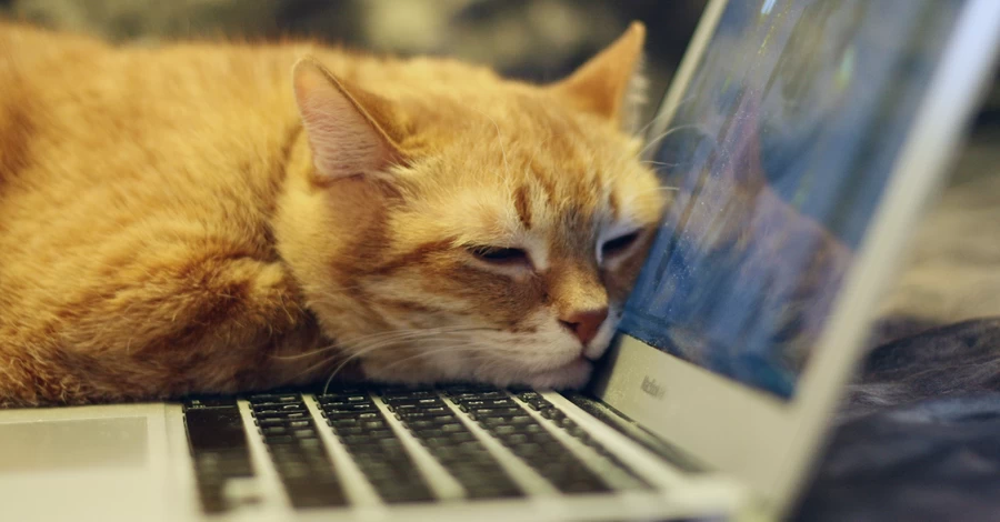 Cats Lock для Mac – появилось приложение, которое защищает клавиатуру от котов