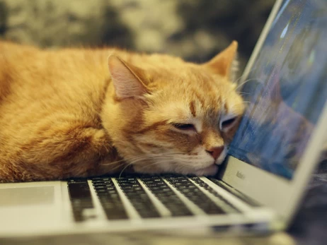 Cats Lock для Mac - з’явився застосунок, який захищає клавіатуру від котів