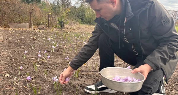 Спаржа, артишок і шафран: переселенець з Каховки вирощує «екзотику» під Черкасами і навчає інших