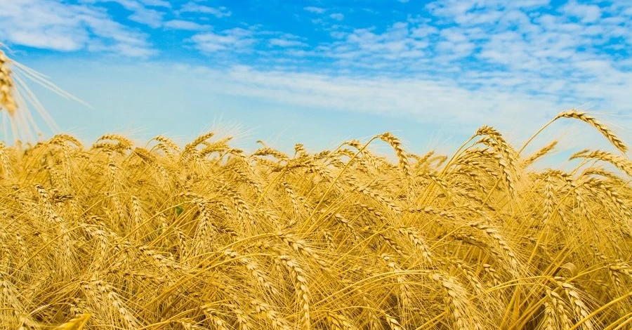 Венгрия случайно отменила запрет на импорт украинских продуктов