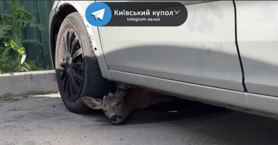 В Києві оленятко ховалося від російських ударів під автомобілем