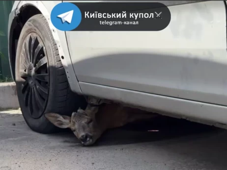 В Киеве олененок прятался от российских ударов под автомобилем