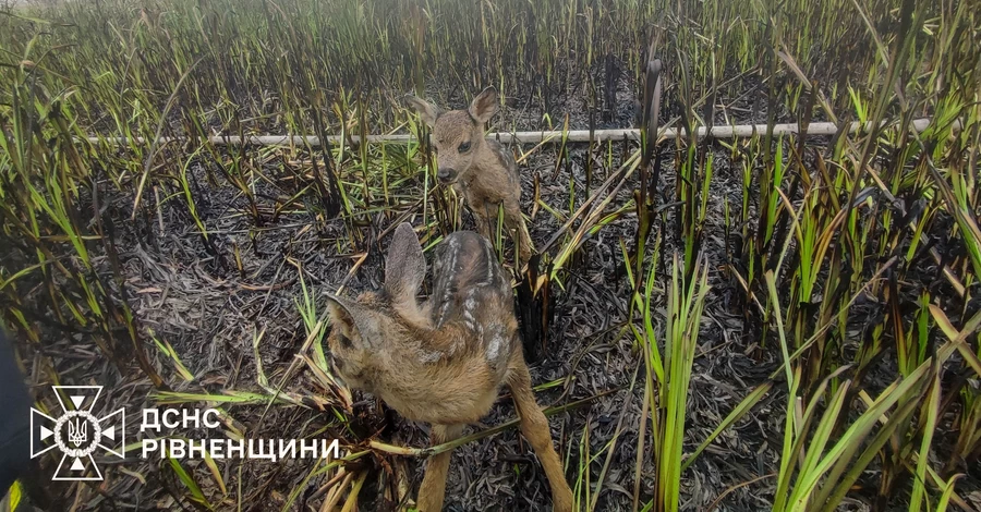 На Рівненщині двох оленяток врятували з вогняної пастки