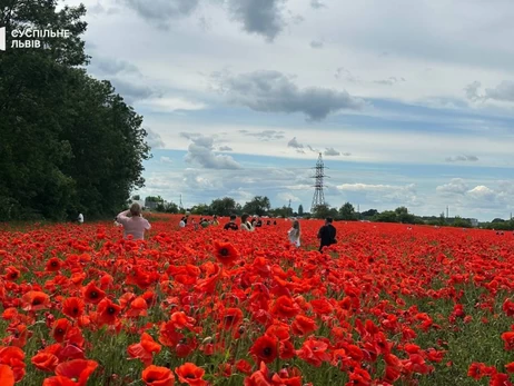 На Львівщині власник поля знищив плантацію червоного маку, куди приїжджали фотографуватися туристи