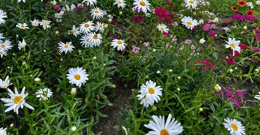 В Украину идет аномальная жара – первыми ее почувствуют жители западных областей