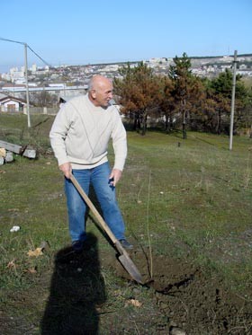 Крым засаживают деревьями 