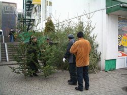 Сегодня начинают «охоту» на продавцов елок 