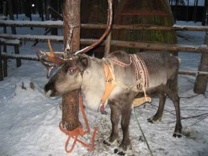 В Краматорске завели рогатого 