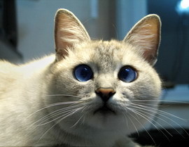 По случаю праздника кошек стерилизуют, а котов кастрируют  