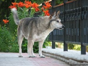 По улицам городов области бродят волки 