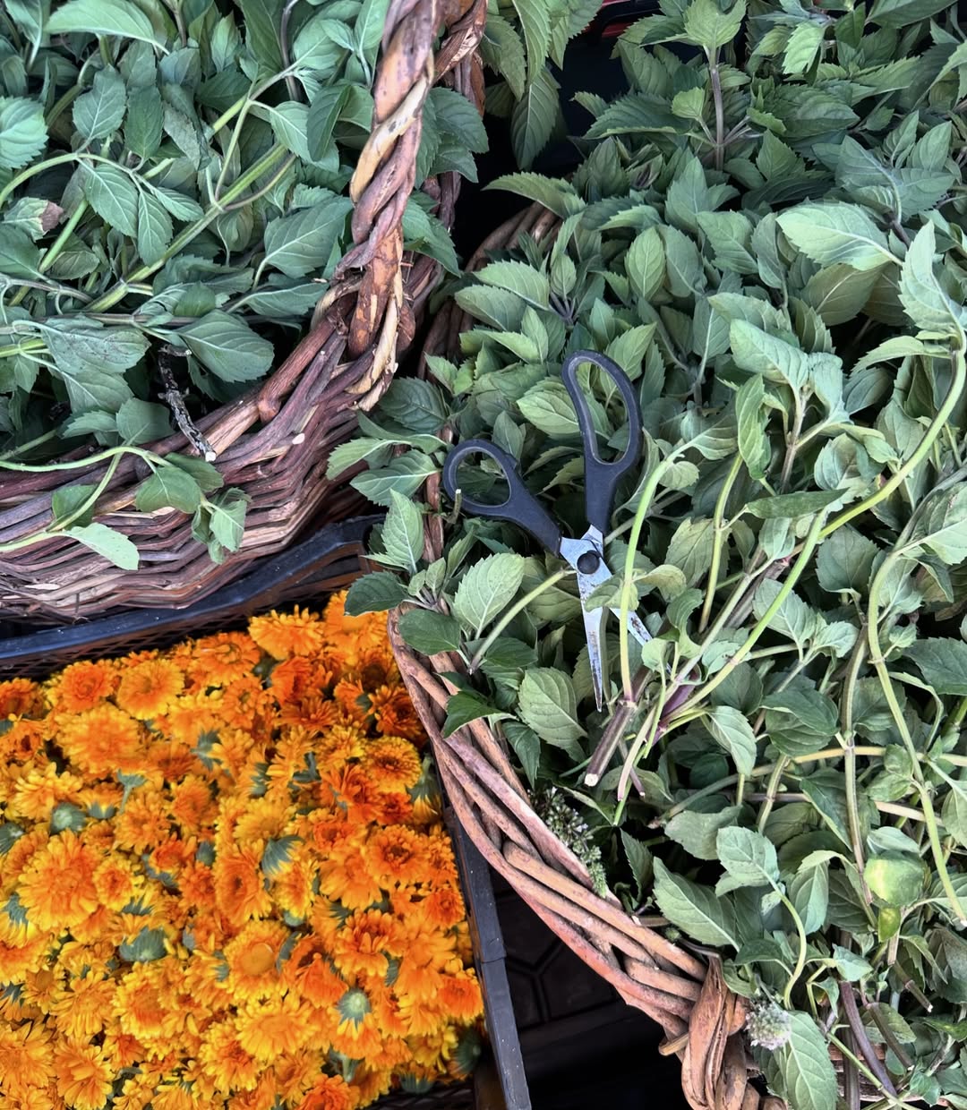 Сила природи в лікарських травах. Фото: instagram.com/park.of.healing.herbs
