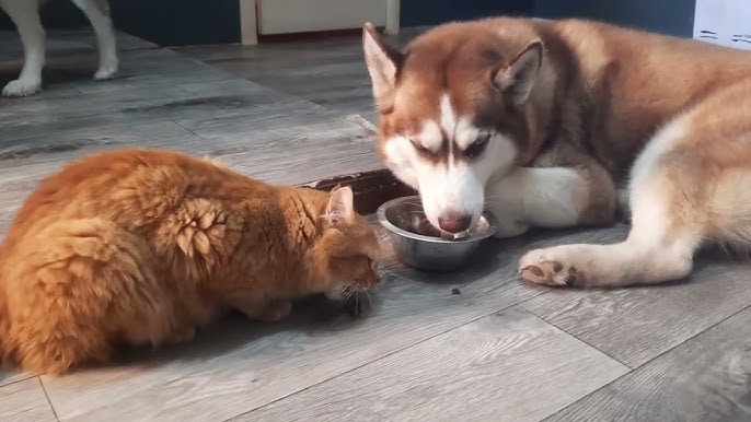 Харчування тварини на зиму міняти не обов'язково. Але важливо перевірити, щоб ваш вихованець отримував достатньо вітамінів та мінералів. Фото: скрін youtube