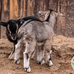 Фото: facebook.com/OdesskijZoopark