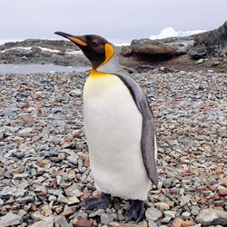 Фото: facebook.com/AntarcticCenter