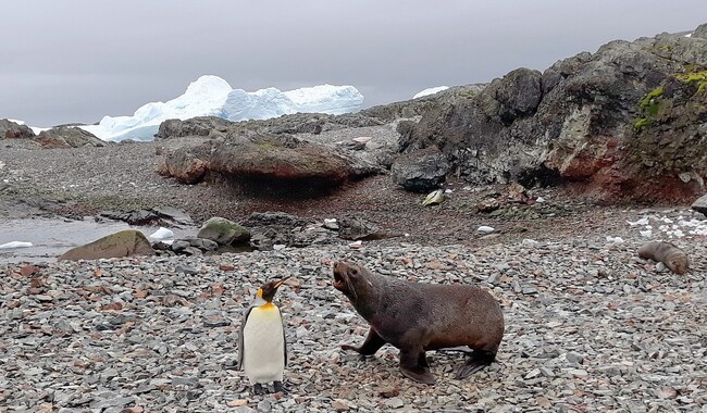 Фото: facebook.com/AntarcticCenter