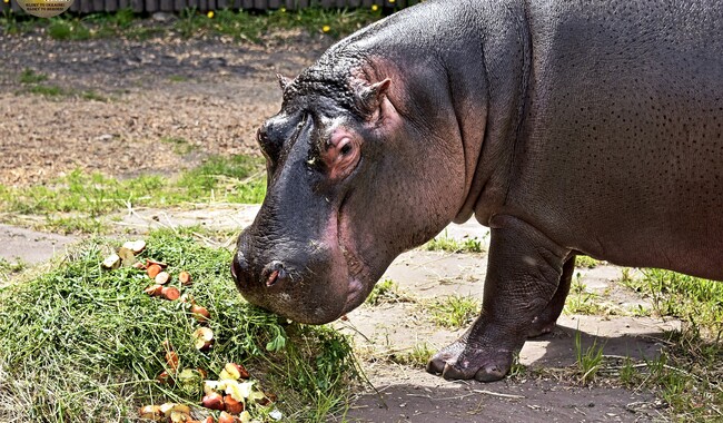 Фото: zoo.kiev.ua