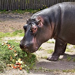 Фото: zoo.kiev.ua