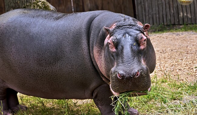 Фото: zoo.kiev.ua