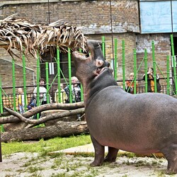 Фото: zoo.kiev.ua