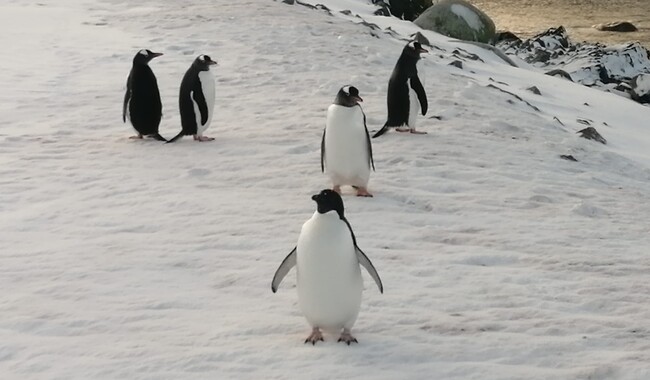 Фото: facebook.com/AntarcticCenter