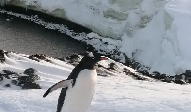 Фото: facebook.com/AntarcticCenter