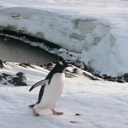 Фото: facebook.com/AntarcticCenter