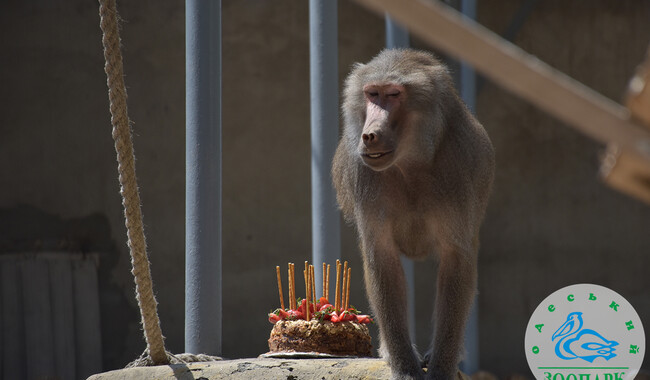 Фото: facebook.com/OdesskijZoopark