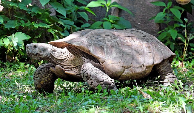 Фото: zoo.kyiv.ua