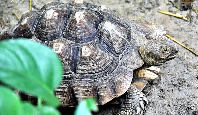 Фото: zoo.kyiv.ua